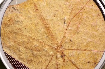 Media type: image;   Entomology PALE-1155